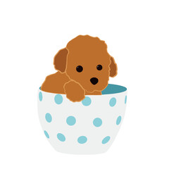 Fluffy red teacup poodle vector illustration. Mini toy poodle sitting in a cup