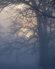 trees in the fog