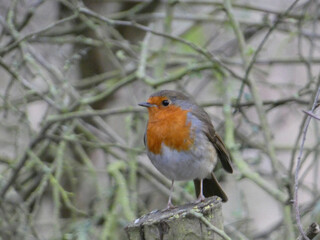 robin on a branch