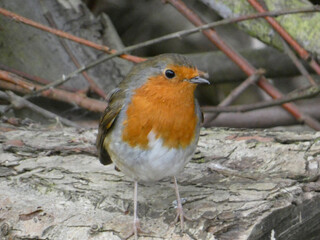 robin in the snow