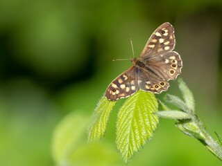 Pararge aegeria / speckled wood butterfly