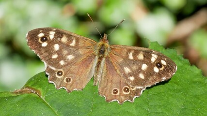 Obraz premium Pararge aegeria / speckled wood butterfly