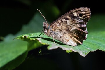 Pararge aegeria / speckled wood butterfly