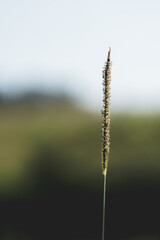 grass in the wind