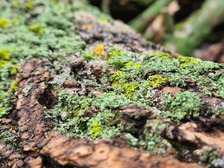 The green moss and lichen closeup