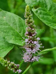 The blossom peppermint flowers closeup