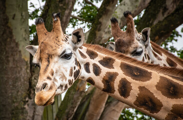 Curious giraffes in nature. Close-up of giraffe head and neck.
