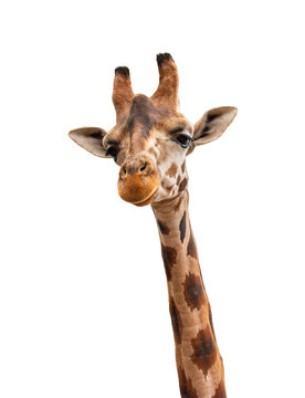 Portrait of giraffe isolated on white background.