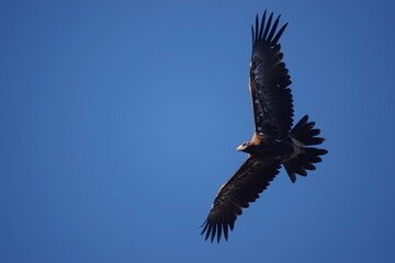 eagle in flight