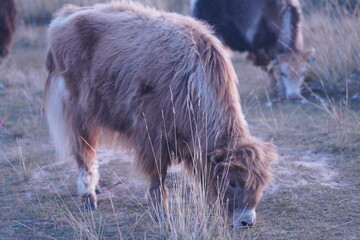 little yak on the meadow