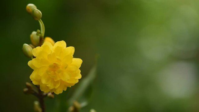 Ochna integerrima flower on nature background.