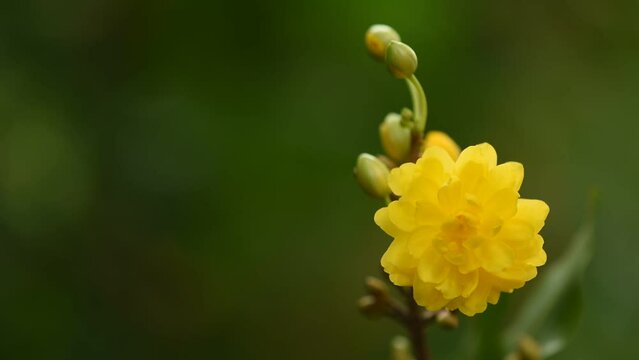 Ochna integerrima flower on nature background.