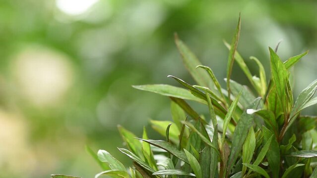 Eupatorium fortunei Turcz green leaves on nature background.