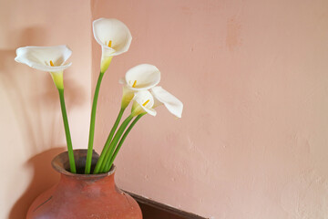 Gorgeous White Calla Lily Flowers in an Old Clayware Vase