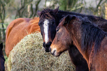 Two horses touching noses