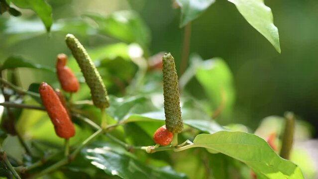 Piper longum or Piper retrofractum fruits on nature background.
