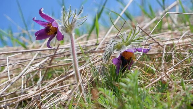 black insect pest eat petal of pasqueflower, deep violet flower of on hairy stem in clear blue sky, old dry grass forb field, pagan spring symbol inflorescence, wild nature concept, blurred background