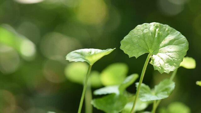 Gotu kola green leaves on nature background.