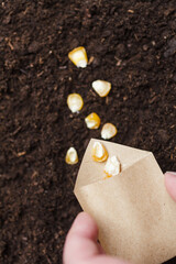 Woman's hand holding brown paper pack with corn and pouring seeds on a soil. 