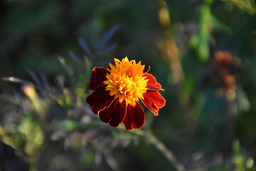 orange marigold flower in the garden