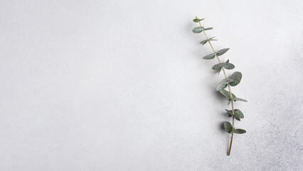 Eucalyptus branch on grey concrete background