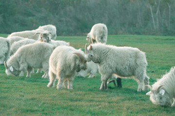 Obraz premium sheep and lambs