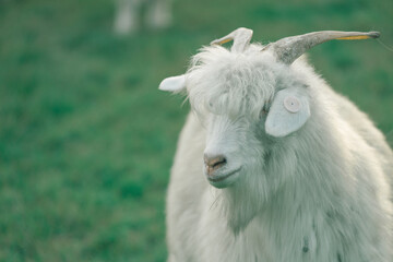 Fototapeta premium goat on the farm