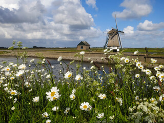 Landscape at Texel