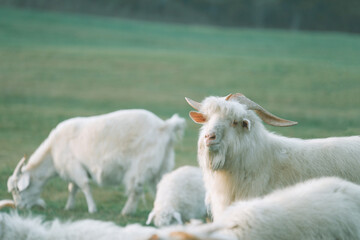 goat on the meadow