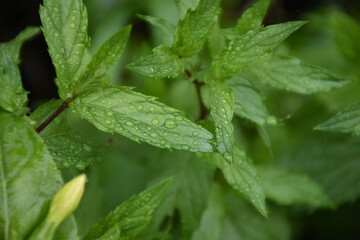 The green mint leaf with water drops