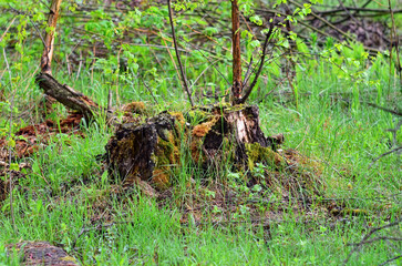 old stump in the forest after rain