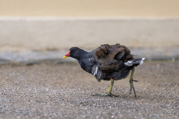 Common moorhen (Gallinula chloropus), also known as the waterhen or swamp chicken walking on the footpath