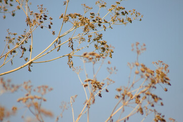 Closeup of poison hemlock seeds with blue sky on background