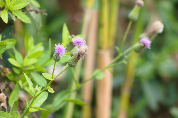 Closeup of creeping thistle flowers with blurred background