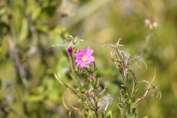 Closeup of hairy willowherb buds with selective focus on foreground