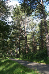 Coastal Pine woods Netherlands, Kust Dennenbossen Nederland