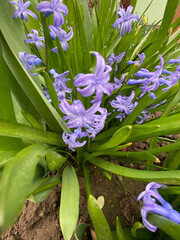 Closeup of common hyacinth in bloom with selective focus on foreground