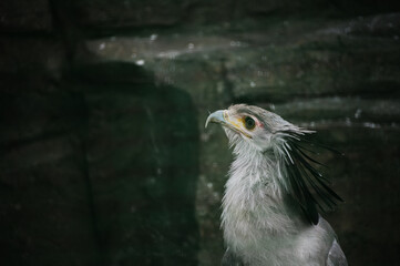 ヒクイドリ遠くを見る