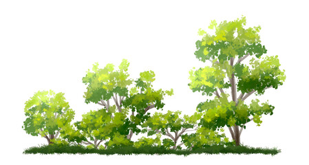 Vector watercolor of green tree side view isolated on white background for landscape  and architecture drawing, elements for environment and garden, painting botanical for section and elevation 