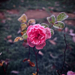 roses in a garden