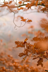 Autumnish pastels around Czech plains