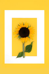 Summer sunflower sunshine abstract background border on yellow.  Healthy sunflower seed health food for dietary supplement. High in vitamin E, flavonoids, antioxidants omega 3. On yellow, white frame.