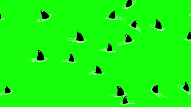 Sharks cartoon isolated greenbox version. No water reflection. Cute swimming animal character animation good as backdrop for intro, party, television programme, presentation, etc...
