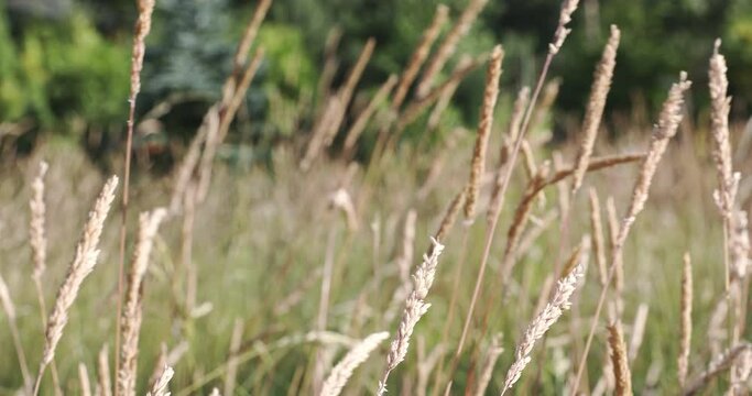Swaying grass in the wind on a sunny day in full summer.