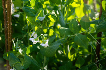 Close up shot of green peas blooming in the garden