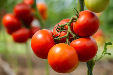 Red tomato in greenhouse