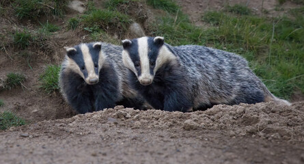 Badgers Meles meles © Richard