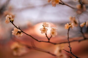 夕暮れに梅の花