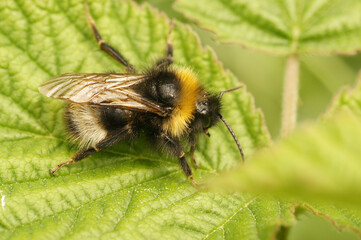 Closeup on the forest four colored cuckoo-bumblebee, Bombus sylvestris on a green leaf in the garden