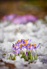 Close up spring crocus flower in the melting snow in the sun